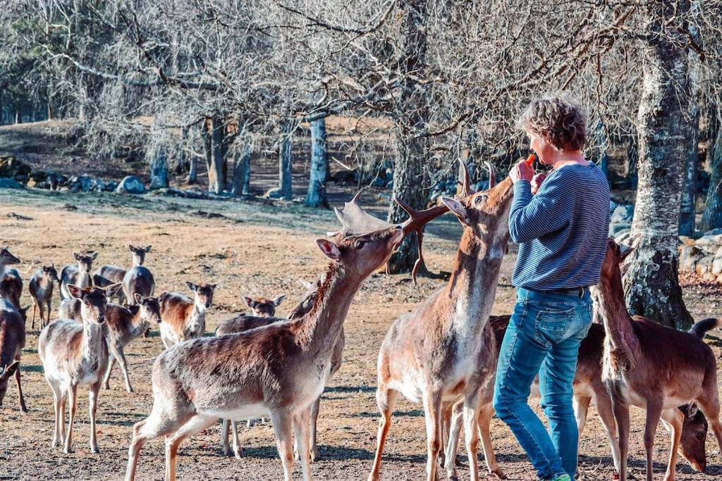 Damwildfarm In Rollerbue Suedschweden Tyringe