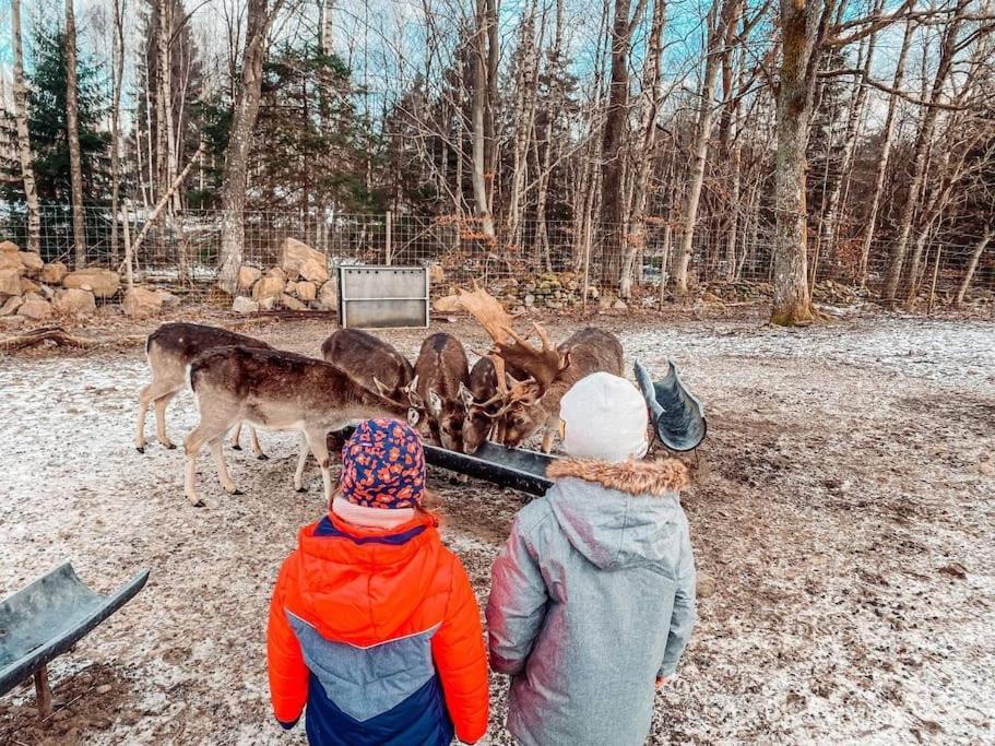 Vakantiehuis Damwildfarm In Rollerbue Suedschweden *