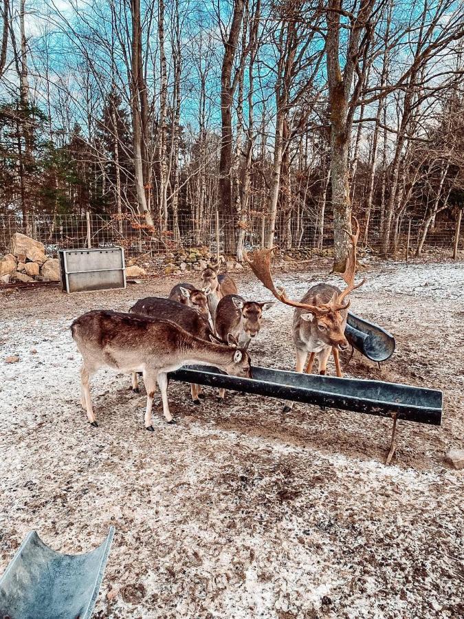 Damwildfarm In Rollerbue Suedschweden Vakantiehuis Tyringe
