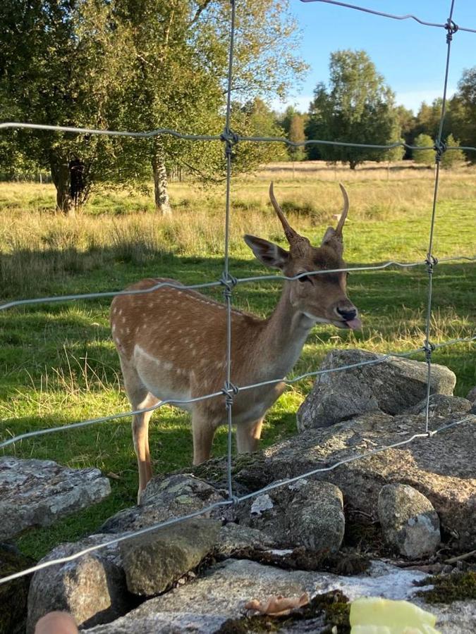Damwildfarm In Rollerbue Suedschweden * Tyringe