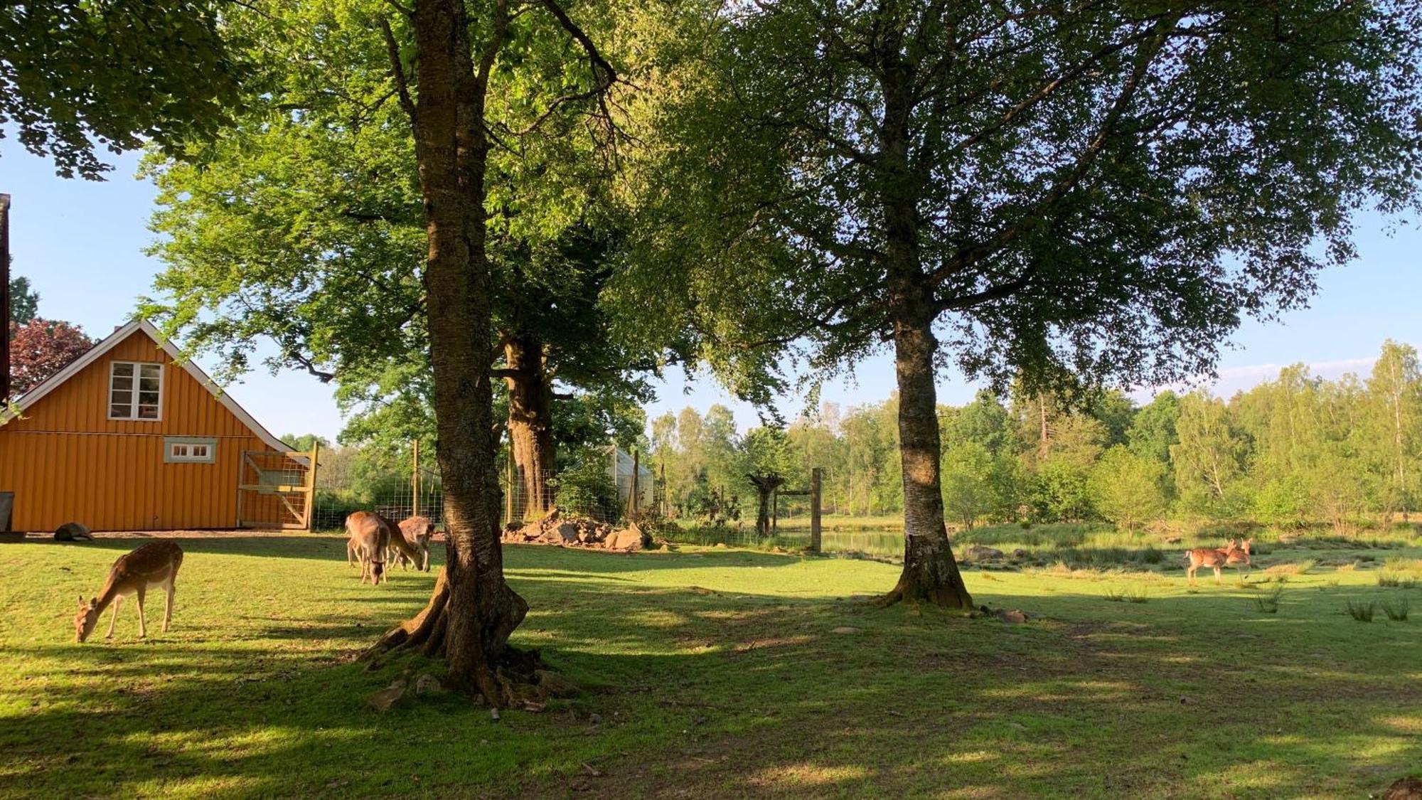 Damwildfarm In Rollerbue Suedschweden Vakantiehuis Tyringe